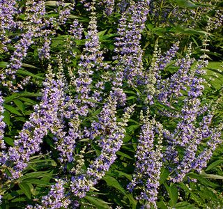 Savigliano: laboratori delle essenze, le piante officinali tra favole e leggende