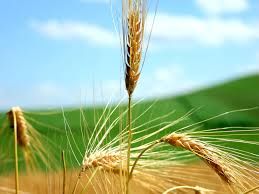 A Barolo l'incontro dibattito su "Agricoltura, patrimonio dell'umanità"