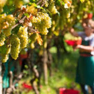PNRR, per Coldiretti Cuneo servono 3 milardi in più per l'agricoltura