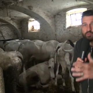 Animali denutriti e costretti in spazi angusti: Edoardo Stoppa di nuovo in provincia di Cuneo