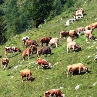 Immagine di repertorio