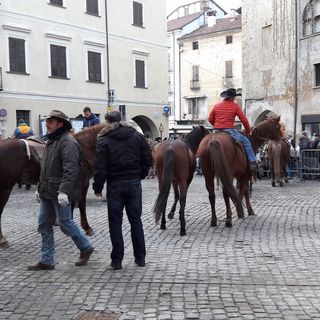 Cani, gatti, cavalli e un bue: la benedizione degli animali alla Confraternita della Pietà di Savigliano