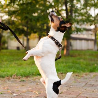 Artrite canina: sintomi, cause e strategie di gestione efficaci