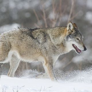 Abbattimento lupi: "Il sonno delle Regioni genera mostri"