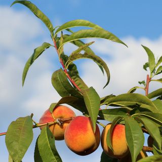 Pesche e susine a chilometro zero costano di più di quelle che arrivano dalla Spagna: ecco il perché