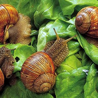 A Cherasco tornano le lumache