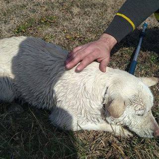 Mondovì, vigili del fuoco salvano una cagnolina caduta in un canale