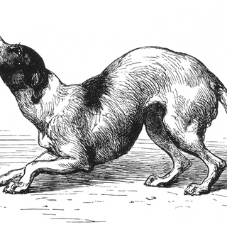 Cosa vuol dire per un cane avere paura? Scopri cosa è più giusto fare! Cosa vuol dire per un cane avere paura? Scopri cosa è più giusto fare!