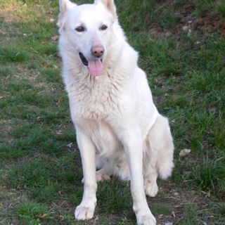 Cercasi disperatamente Lucky: di lui non si hanno più notizie dalla notte di Capodanno