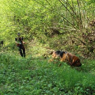 Due cani molecolari si sono esercitati a Chiusa Pesio