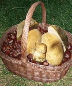 Raccolta funghi: con la "liberalizzazione" espropriato il territorio dalla fruizione di un suo prodotto di alto valore