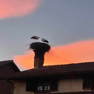 A Racconigi lo spettacolo di gru e pavoncelle al tramonto