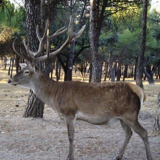 Salvato un cervo di grosse dimensioni finito nella diga di San Giacomo Salvato un cervo di grosse dimensioni finito nella diga di San Giacomo