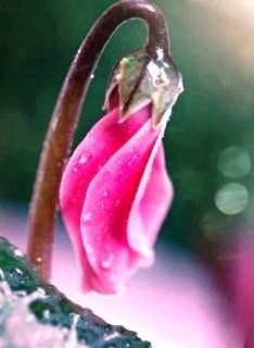 Ciclamini per la ricerca sulla fibrosi cistica: dove poterli acquistare