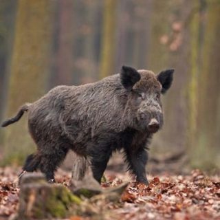 A Ceva un presidio di prevenzione e controllo della peste suina africana