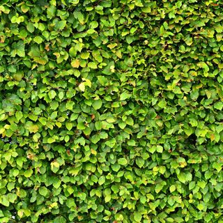 Monastero di Vasco, invito ai cittadini a provvedere alla cura del verde in prossimità delle strade comunali Monastero di Vasco, invito ai cittadini a provvedere alla cura del verde in prossimità delle strade comunali