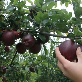 Pro Natura Cuneo: Il manifesto del Comitato nazionale “Marcia Stop Pesticidi” in occasione della giornata di protesta