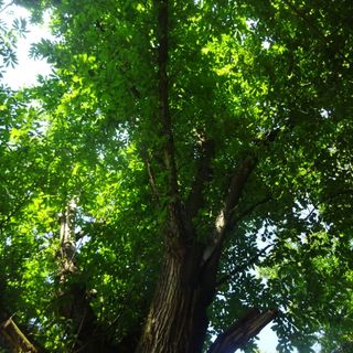 “Bra o degli alberi. E se fossero la nostra salvezza?”: se ne parla all’Associazione Il Fondaco con l’autrice Serena Fumero