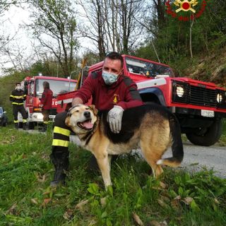 Barge, cane bloccato su un albero: salvato dai Vigili del Fuoco