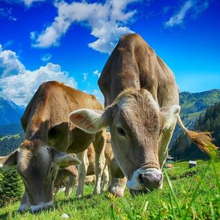 Indennità compensativa, Coldiretti Cuneo: 17 milioni per la campagna 2021 anche per le aziende montane