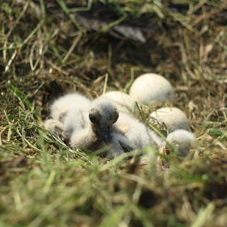 Il presidente della Regione domani a Racconigi dove verrà rilasciata una giovane cicogna