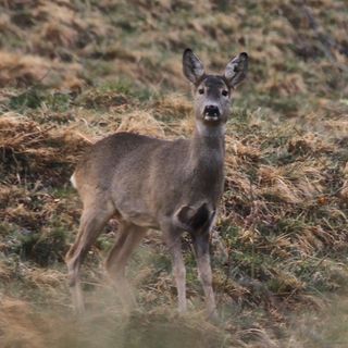 Capriolo tratto in salvo da un canale a Venasca