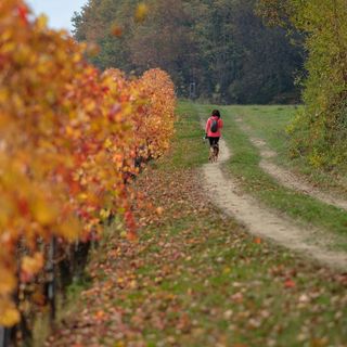 La “Passeggiata gourmet” di marzo organizzata da Confartigianato Cuneo è ambientata a Dogliani