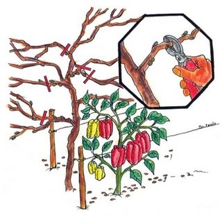 Cuneo: aperte le iscrizioni per il 29° Corso di Orto-floro-frutticoltura