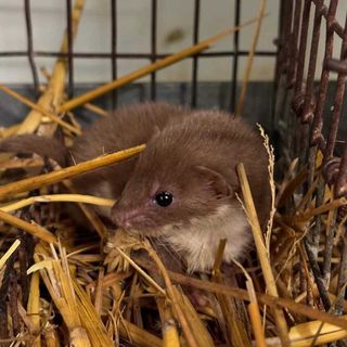 Il Centro Recupero Animali Selvatici di Bernezzo salva un cucciolo di donnola, non accadeva dal 2017