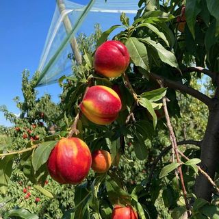 Prezzi alle stelle, poca manodopera e consumi in calo: ecco la fotografia di un settore &quot;alla frutta&quot;