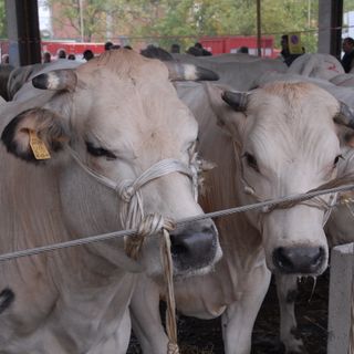 Alba: in arrivo la rassegna di bovini piemontesi "albesi della coscia"