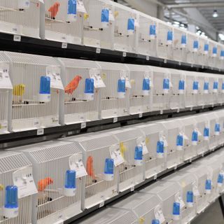 24 allevatori di Cuneo al Campionato Mondiale di Ornitologia di Cesena