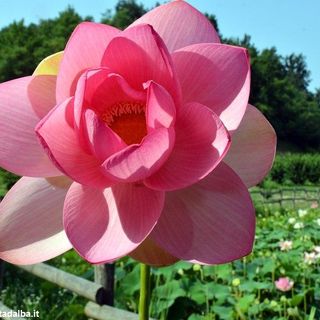 Sul sentiero della Battaglia di Ceresole si ammira la fioritura del Fior di loto