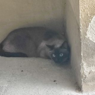 QUATTROZAMPE/ Il siamese rinvenuto in Borgo Vecchio a Fossano ha ritrovato la sua casa