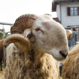 Villanova Mondovì ha deciso: avviate le procedure per depositare il marchio dell'evento "BEE"