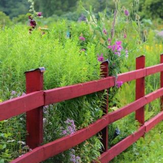 Alla scoperta di forme, colori e tecniche del giardino naturale con il Comizio Agrario di Mondovì  e la Compagnia del Giardino