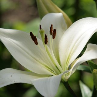 Non ce l'ha fatta il 12enne romeno tuffatosi in una roggia a Sommariva del Bosco: il piccolo è morto Non ce l'ha fatta il 12enne romeno tuffatosi in una roggia a Sommariva del Bosco: il piccolo è morto