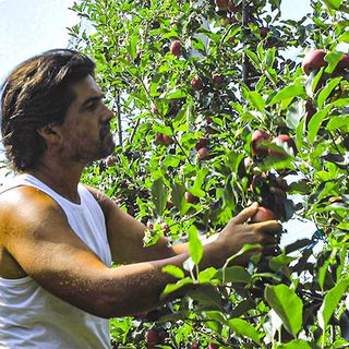 Intervista all''Ad Giovanni Gullino, parliamo del mercato delle mele