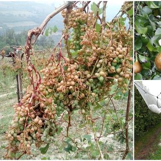 Coldiretti Cuneo: "Le violente grandinate hanno fortemente compromesso la campagna di raccolta"