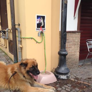 Un cliente del Dog Bar