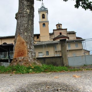Uno dei platani di piazza Piave "mutilati" per far posto all'autopista