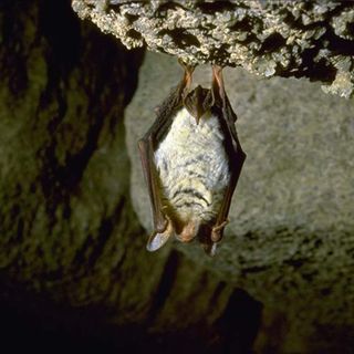 La Grotta del Rio Martino di Crissolo è chiusa per non disturbare il sonno dei pipistrelli che ne fanno la camera da letto invernale