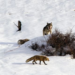 Lupo- Fotto Battisti Gaj