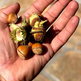 Nocciole, Coldiretti Cuneo: "La Commissione rileva i prezzi, le speculazioni sono intollerabili"