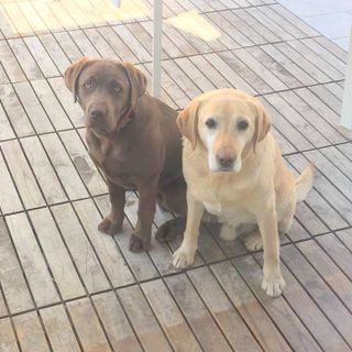 I due labrador smarriti a Dronero