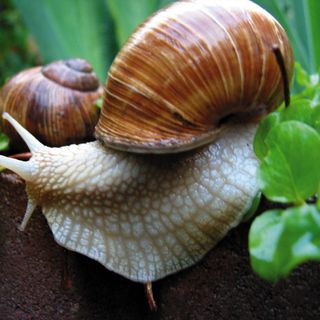 Luca Gentile al Monviso di Cuneo per parlare di chiocciole e uomini