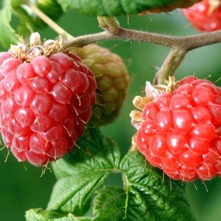 Corso di Frutticoltura  e Corso di Orticoltura  al Comizio Agrario di Mondovì