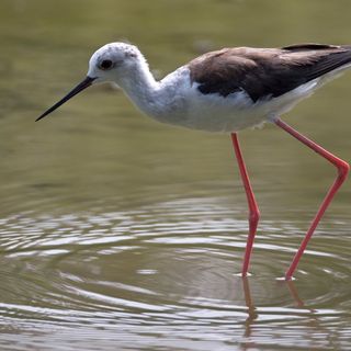 Il Cavaliere d’Italia Il Cavaliere d’Italia