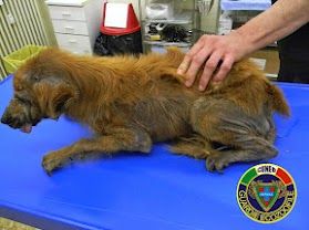 Il cane durante la visita veterinaria