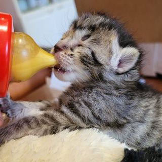 Uno dei gattini allattato con il biberon dalla 'balia' Marianna